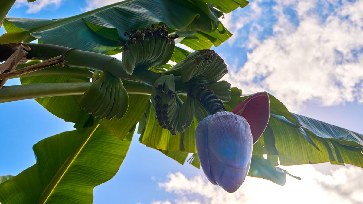 More than 500 kinds of produce, such as these banana flowers, grow at the Fruit and Spice Park, offering an opportunity to see plants from around the world. 
