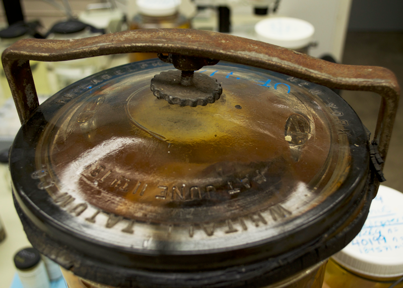 A close-up of the sealing mechanism for a glass specimen jar, a more expensive option than stoneware crocks. This one is at the Ichthyology Collection at the Florida Museum of Natural History.