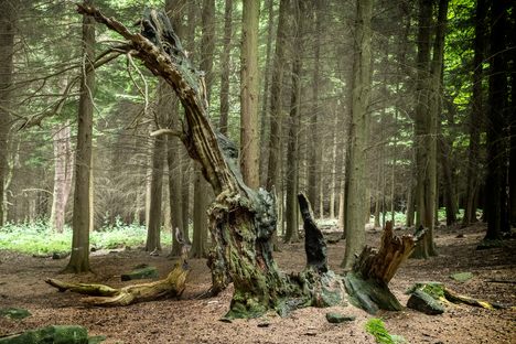 Betty Kenny's Tree.