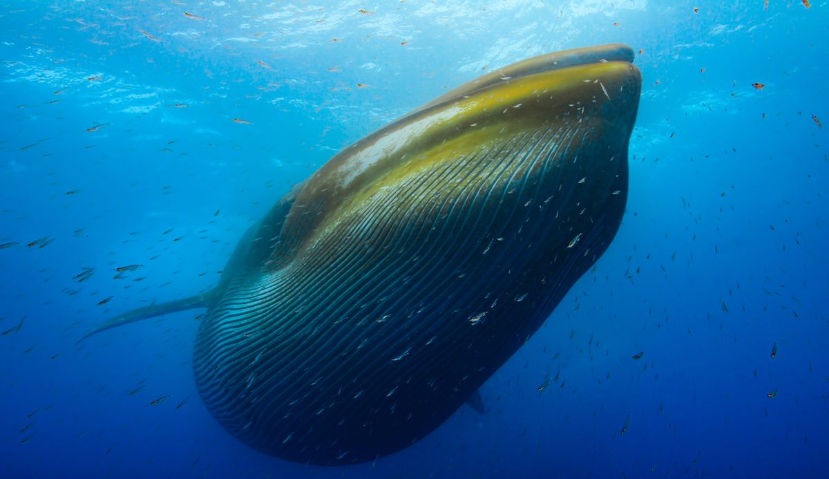 Fin whales were nearly hunted to extinction during the commercial whaling era in the 19th century.