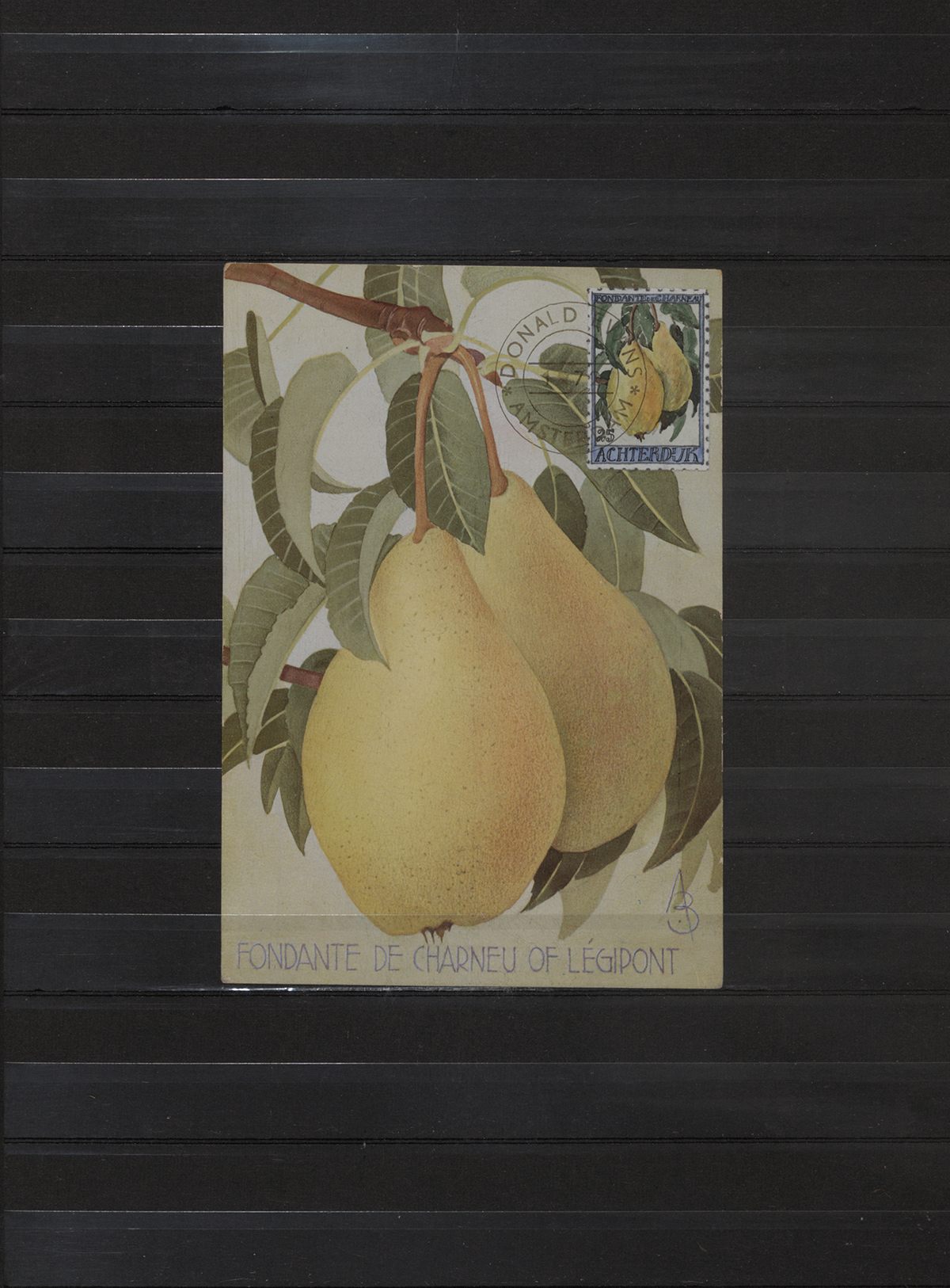 <em>Achterdijk. 1966. Pears of Achterdijk (Fondante de Charneu of Legipont)<em>,1972, Donald Evans