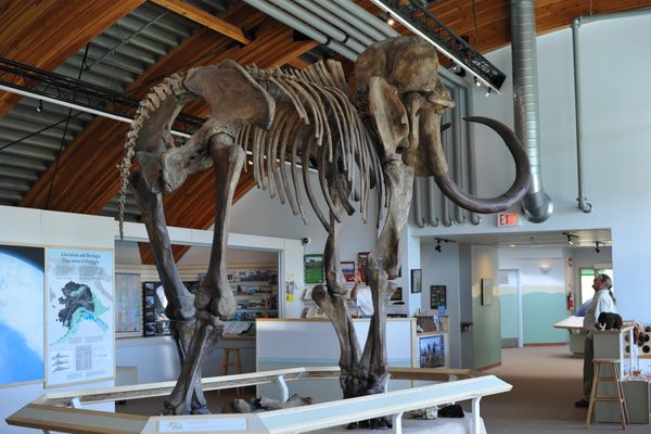 Mammoth skeleton at the centre. 