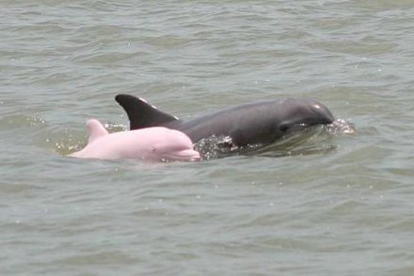 A Pinky sighting from 2007.