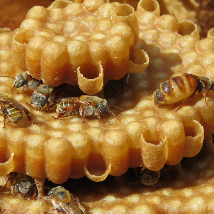 Stingless Melipona bees.