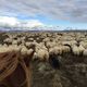 Herding sheep through beautiful scenery.