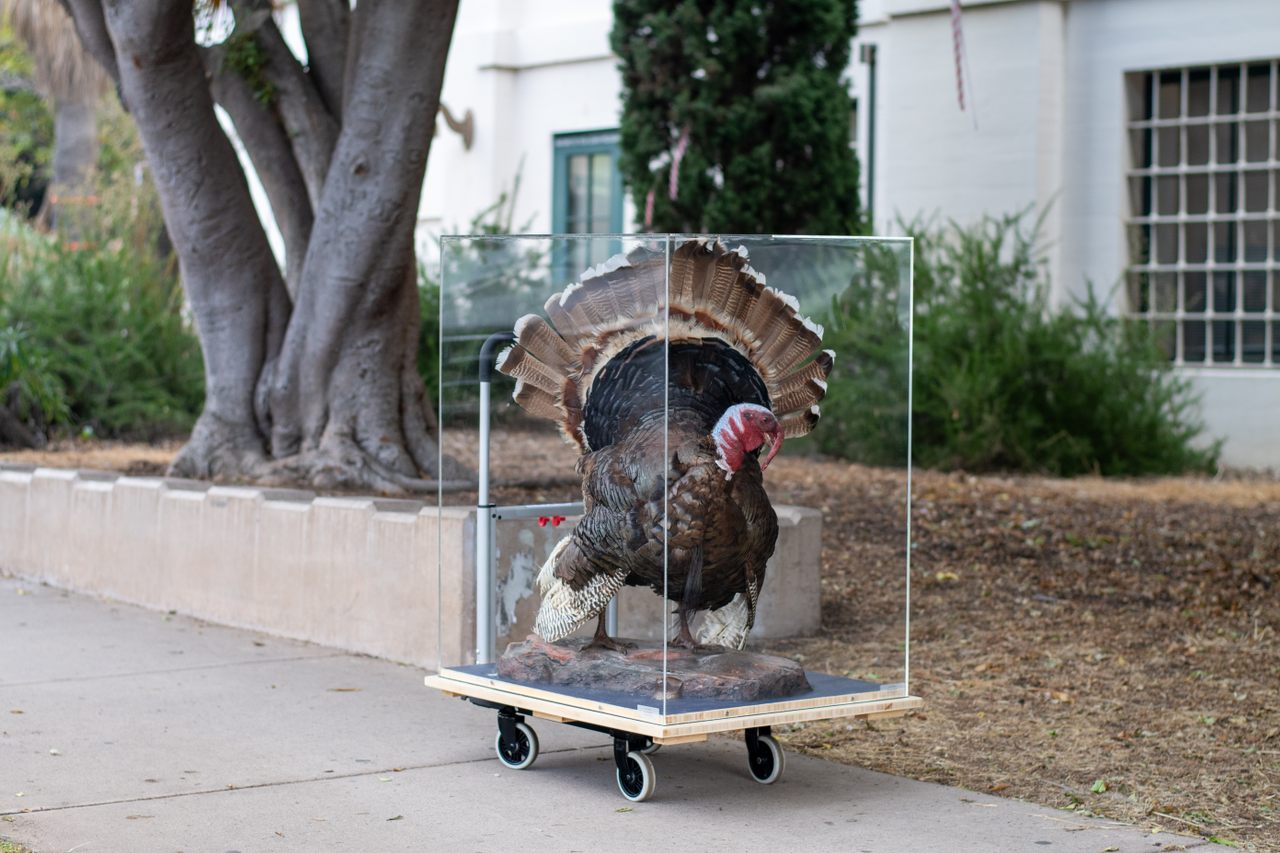 Who wouldn't want a feathered turkey in their living room?
