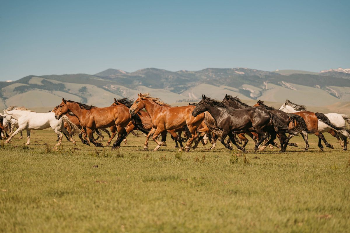 The Wind River Wild Horse Sanctuary is home to roughly 250 wild horses.