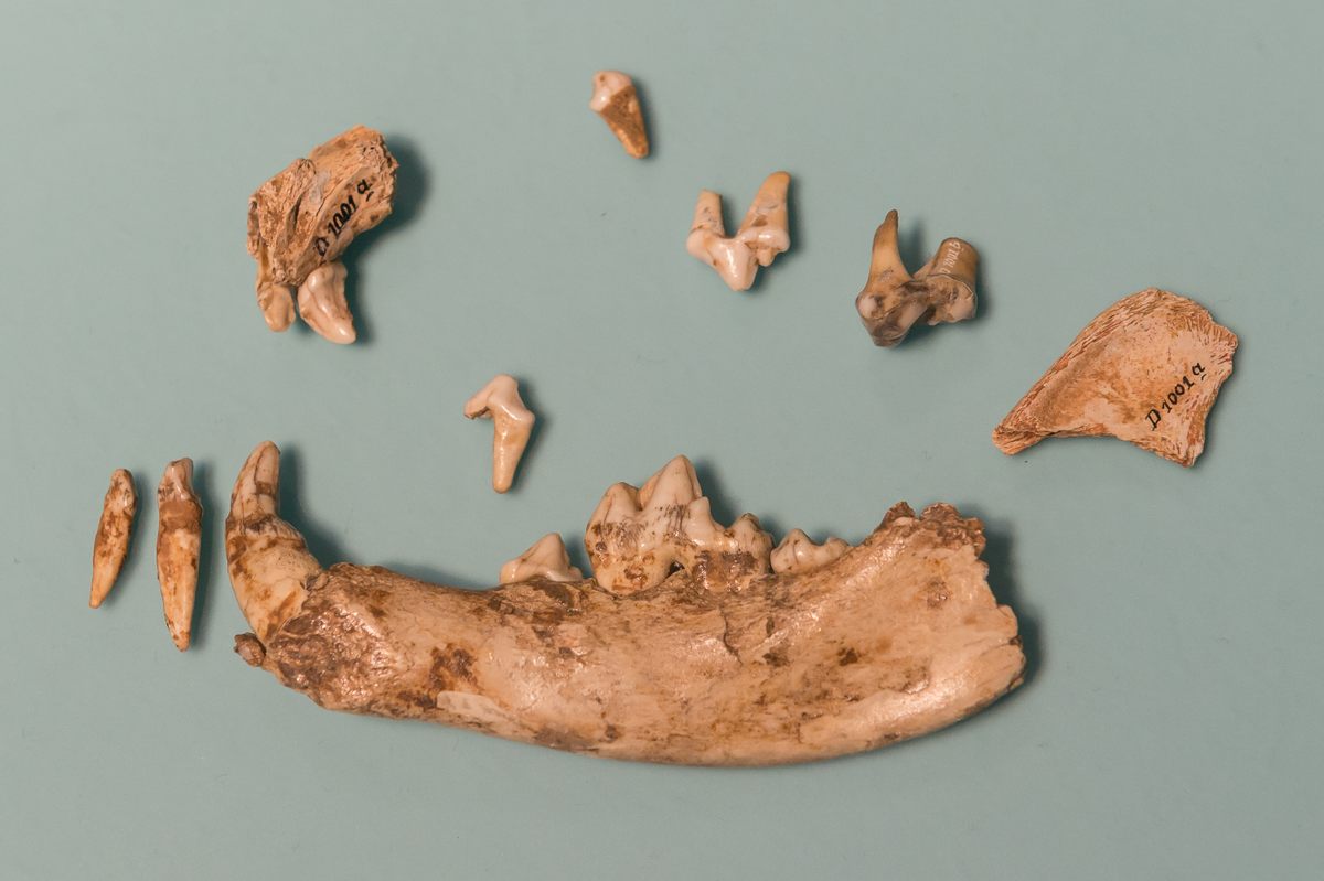 A partial jaw and teeth from the Bonn-Oberkassel dog, which died as a puppy more than 14,000 years ago; the young dog was severely ill and required significant human care for several weeks before its death.