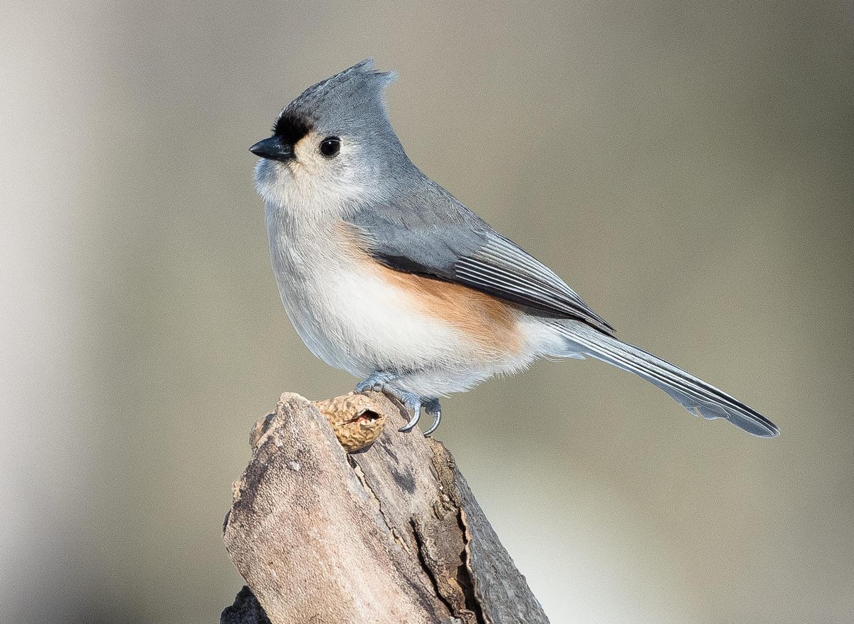 Birders in Hamilton occasionally spot the tufted titmouse, too.