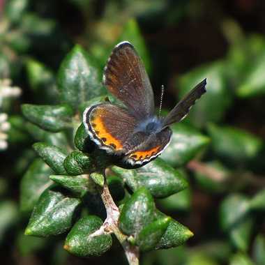 El Segundo Blue Butterfly
