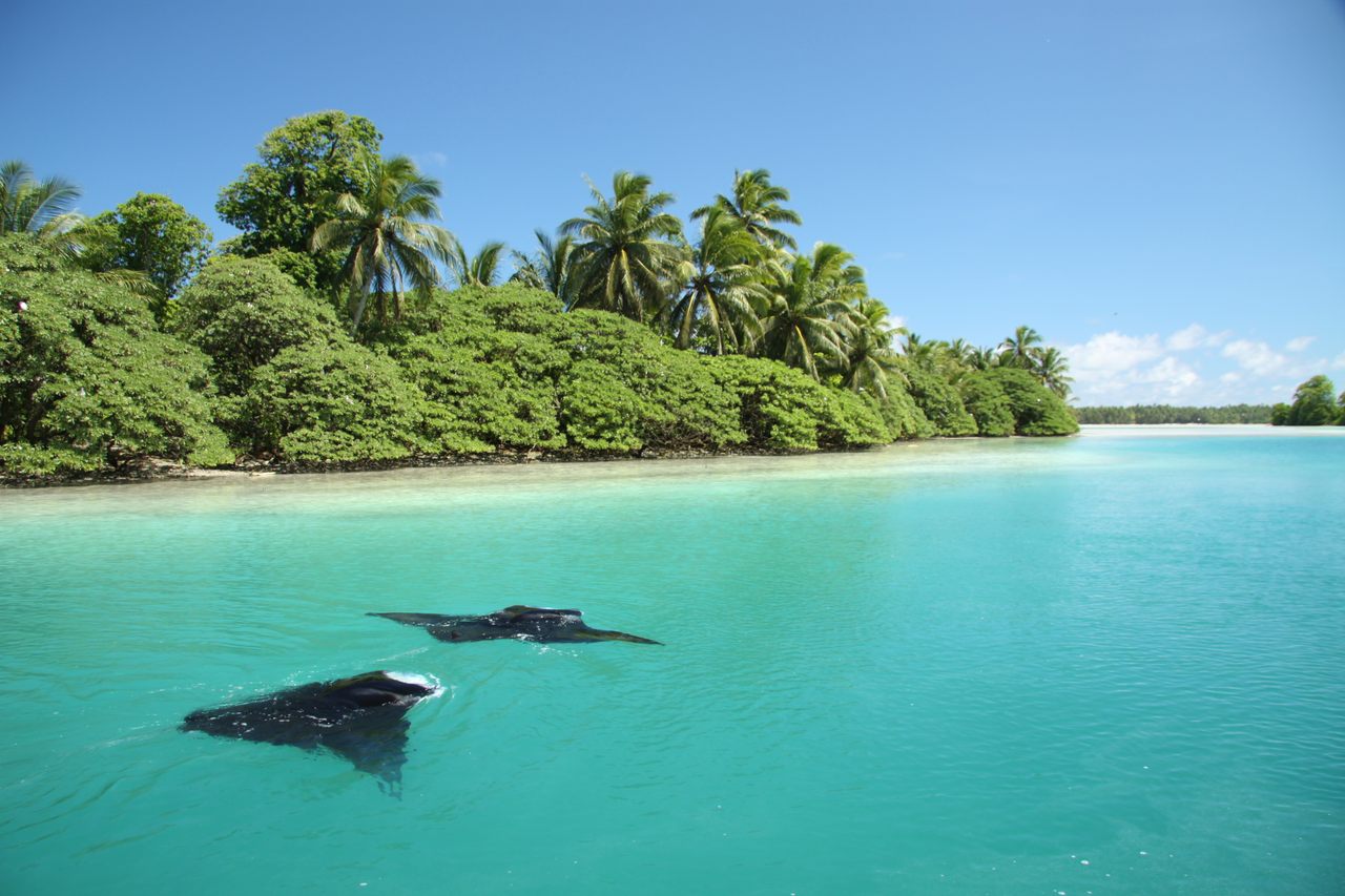 Mantas gliding by a shore covered by <em>Pisonia</em>, a native flowering plant species in the Palmyra Atoll. 