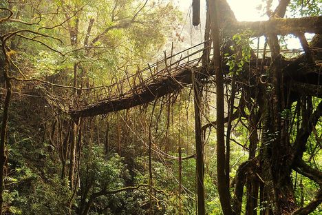 The living bridges are vital in the rainy season.