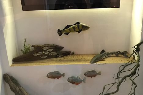 A diorama of aquatic life in the department Beni.
