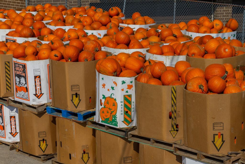 Boxes of doomed pumpkins