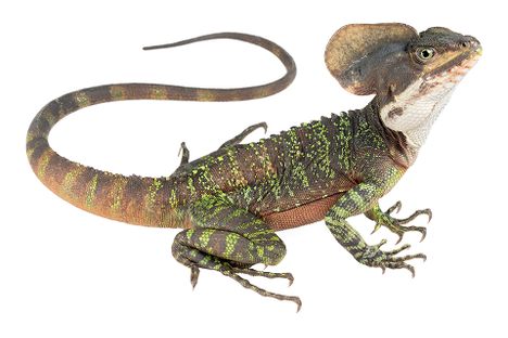 A western basilisk lizard—one of nearly 500* types of Ecuadorian reptiles that have gotten the lightbox photo treatment from Tropical Herping.