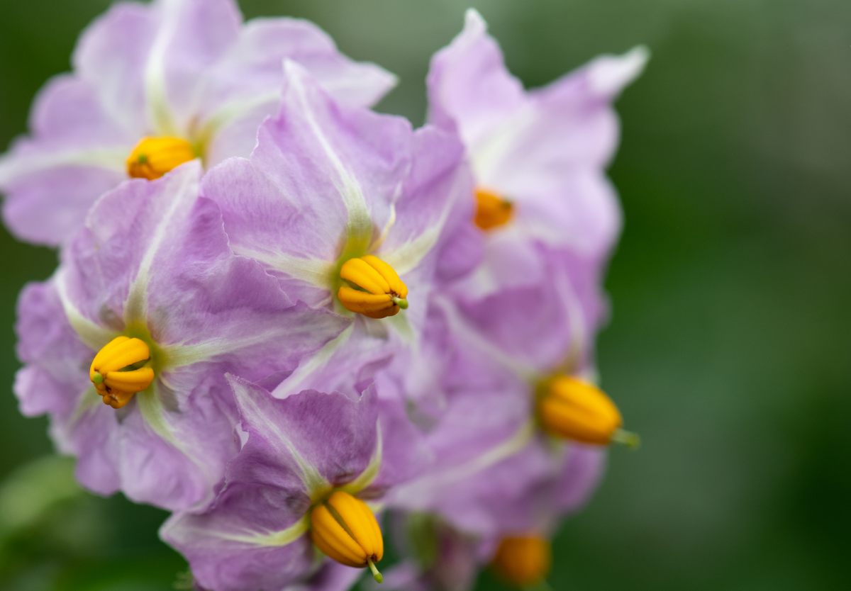 Lovely blooms on a wild relative of the potato plant, at a research station in Huancayo, Peru.