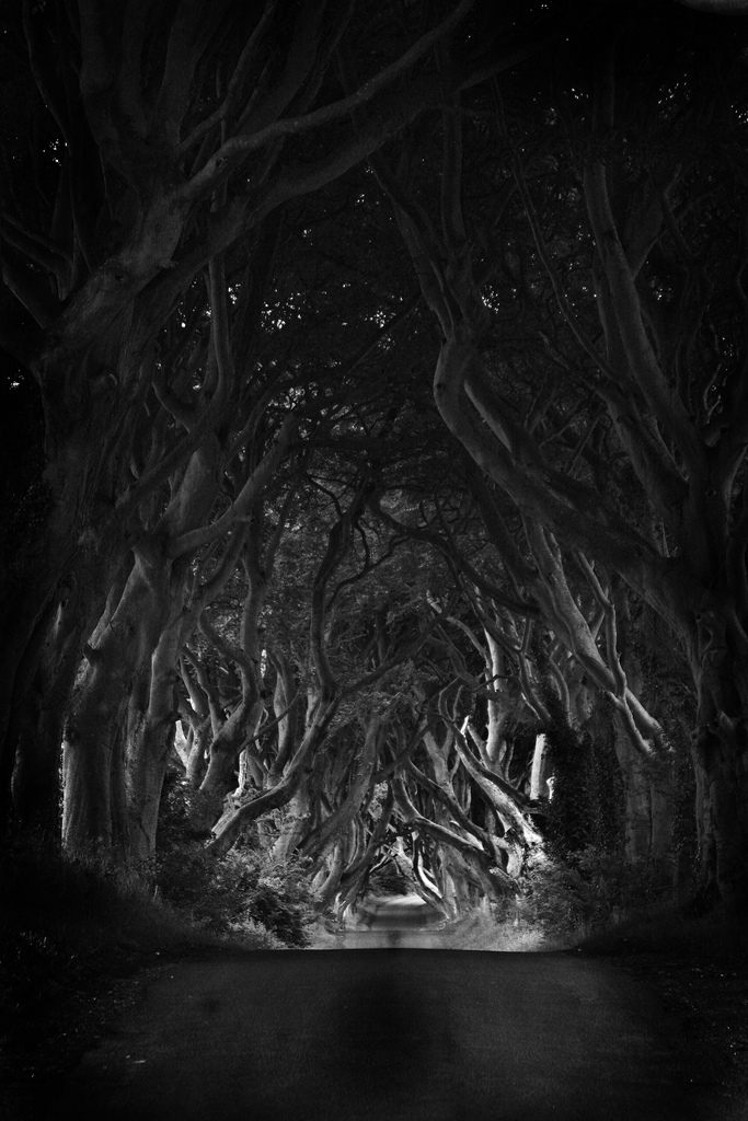 Ireland's Dark Hedges