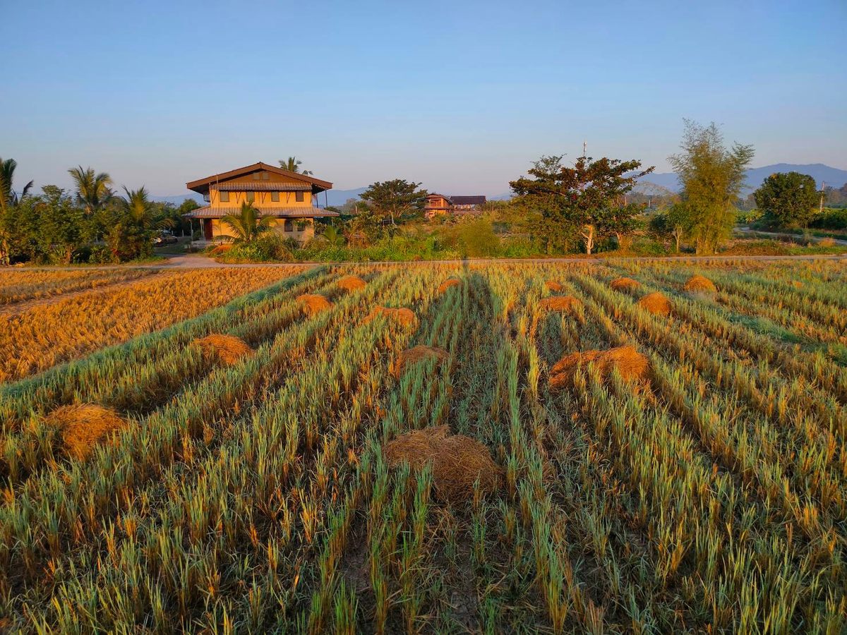 Pun Pun offers an alternative to the monoculture contract farming that has left many Thai growers in debt.