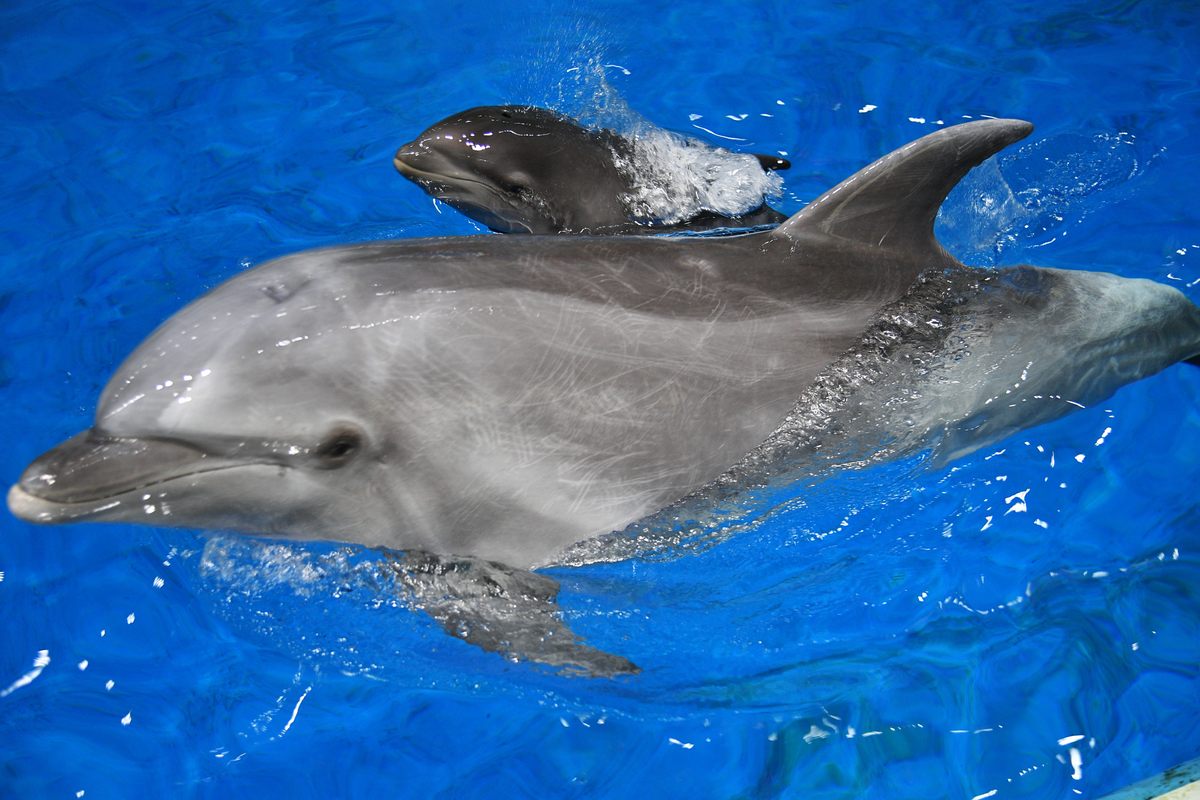 China recently announced the birth of a "wholphin"—the offspring of a bottlenose dolphin and a false killer whale. Though unusual, wholphins have been bred in captivity and in the wild; both species belong to the same animal family.
