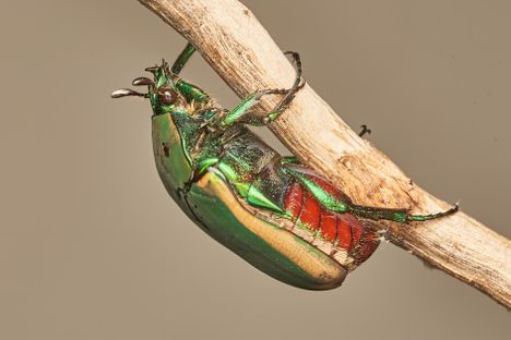 Iridescent green figeater beetles (Cotinis mutabilis) have long been used as adornments in cultures around the world.