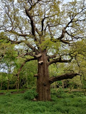 Panshanger Great Oak
