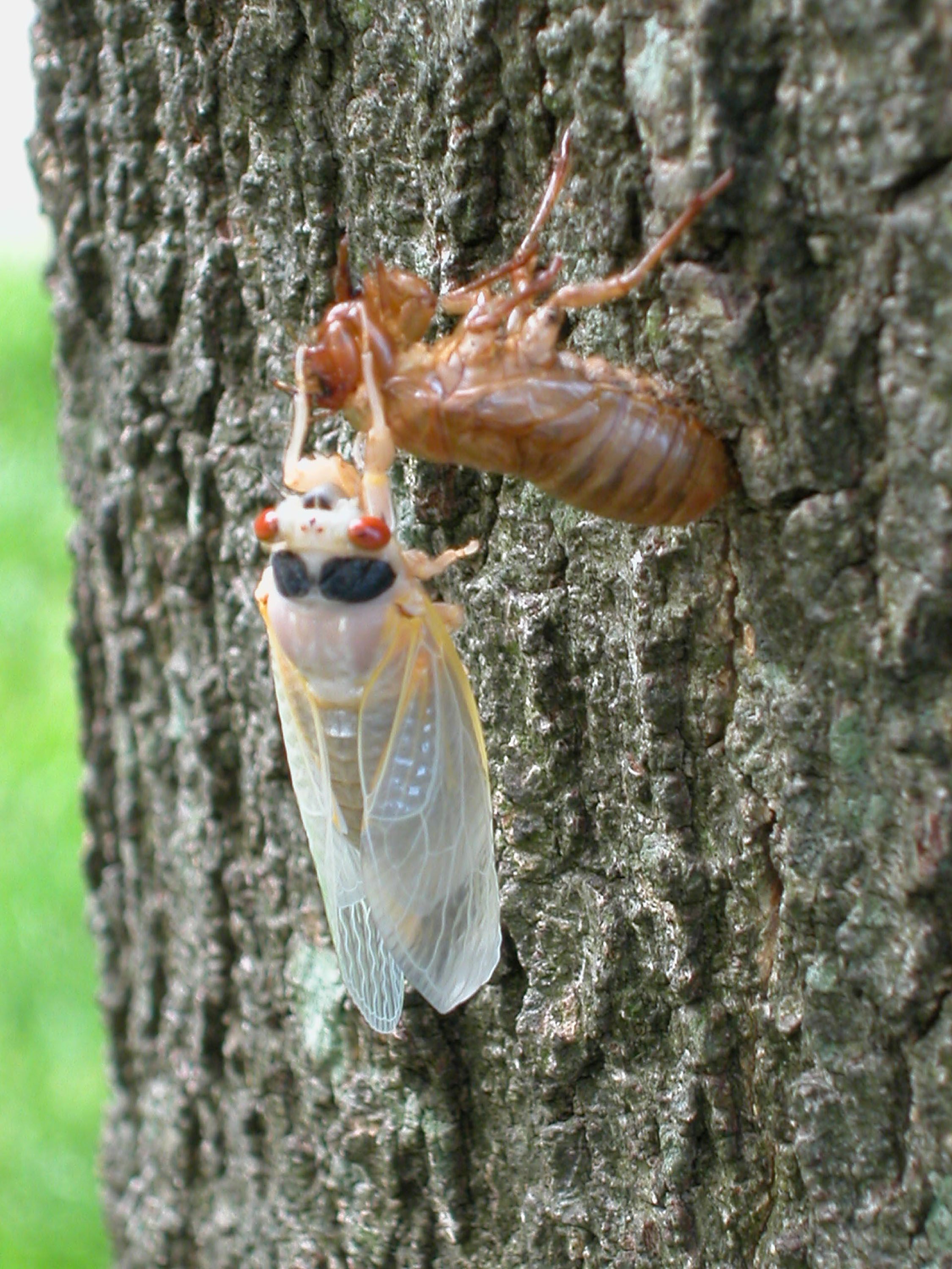 A newly emerged adult, still pasty.