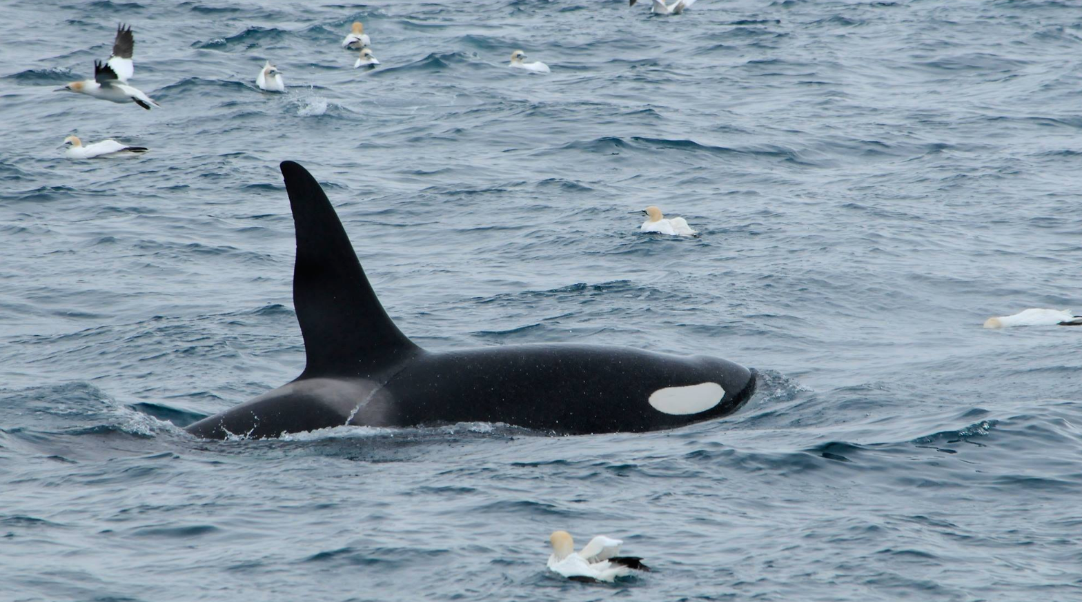 Thunderstorm of West Iceland, showing off his distinctive fin this past April.