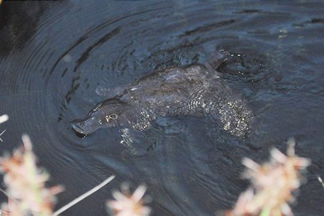 In Brisbane, platypuses are getting harder to find.