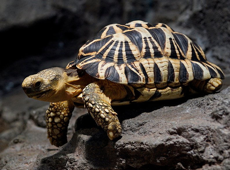 burmese star tortoise