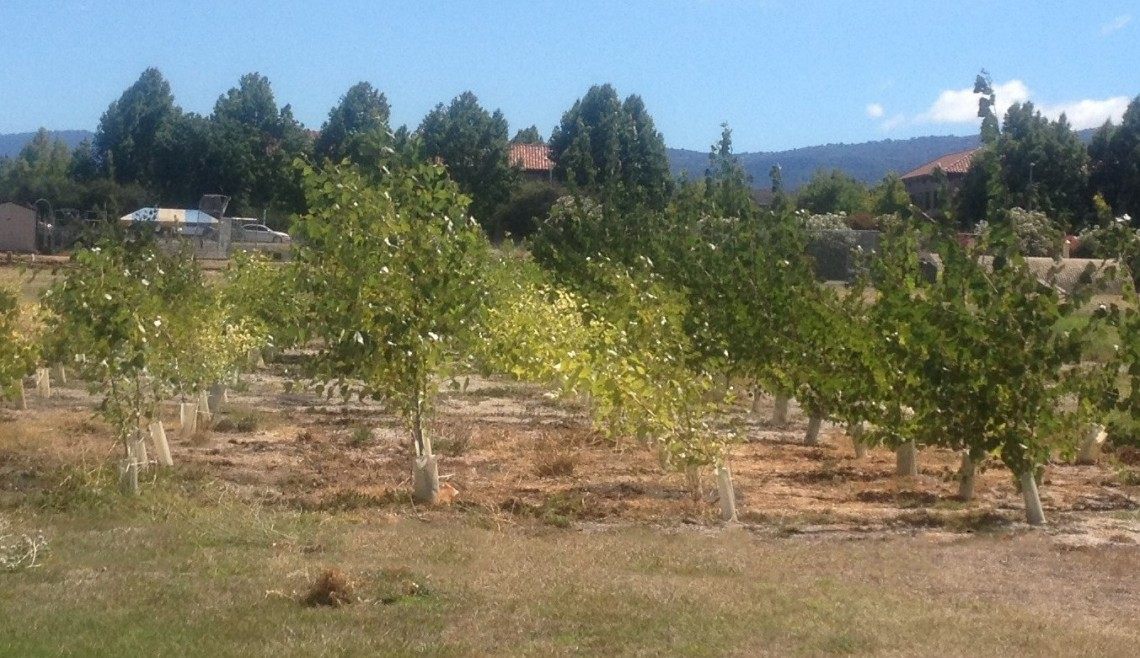 Poplar trees at the test site. The second and fourth rows (from the left) were inoculated with the probiotic bacteria.