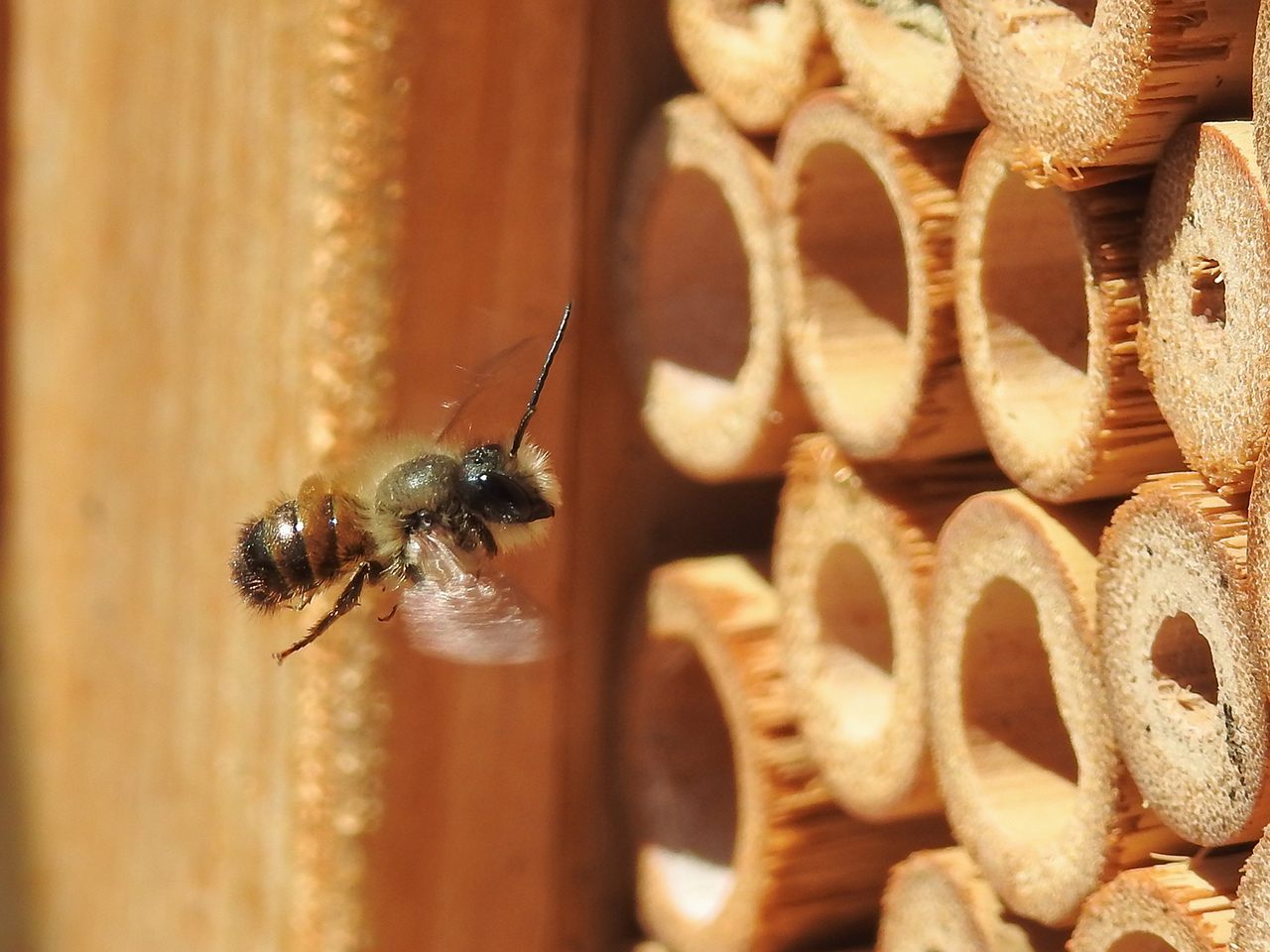 Bee hotels are like birdhouses for bees: Wild bees don’t don’t live in hives, so they’re always in need of a suitable habitat. 