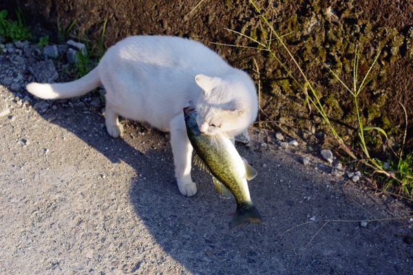 Okishima cat.