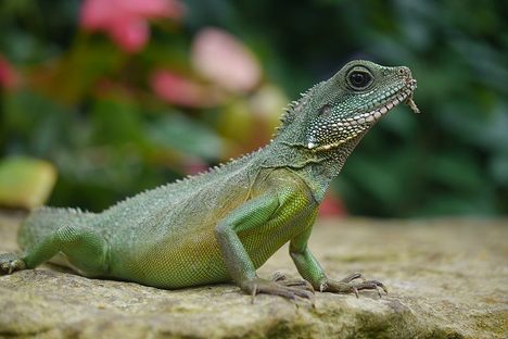 A Chinese water dragon at Kew Gardens.