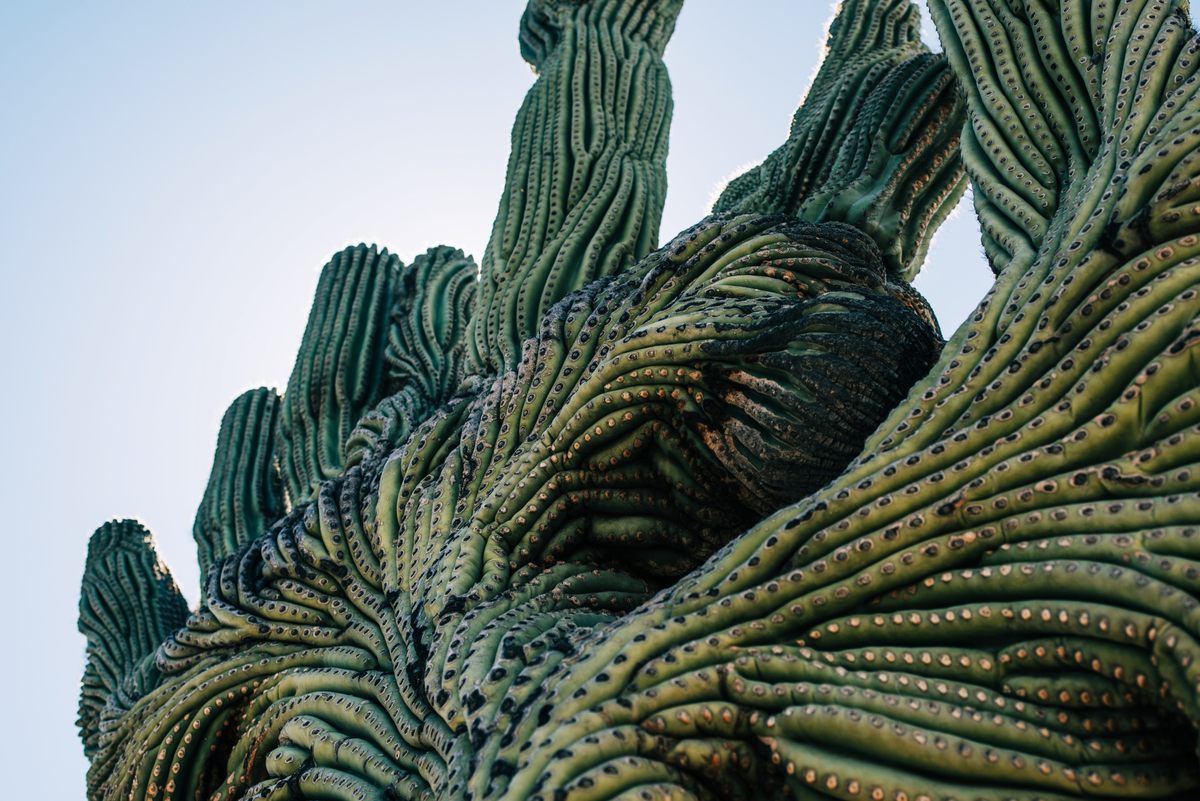 CSS members search for strange patterns in a saguaro's pleats.