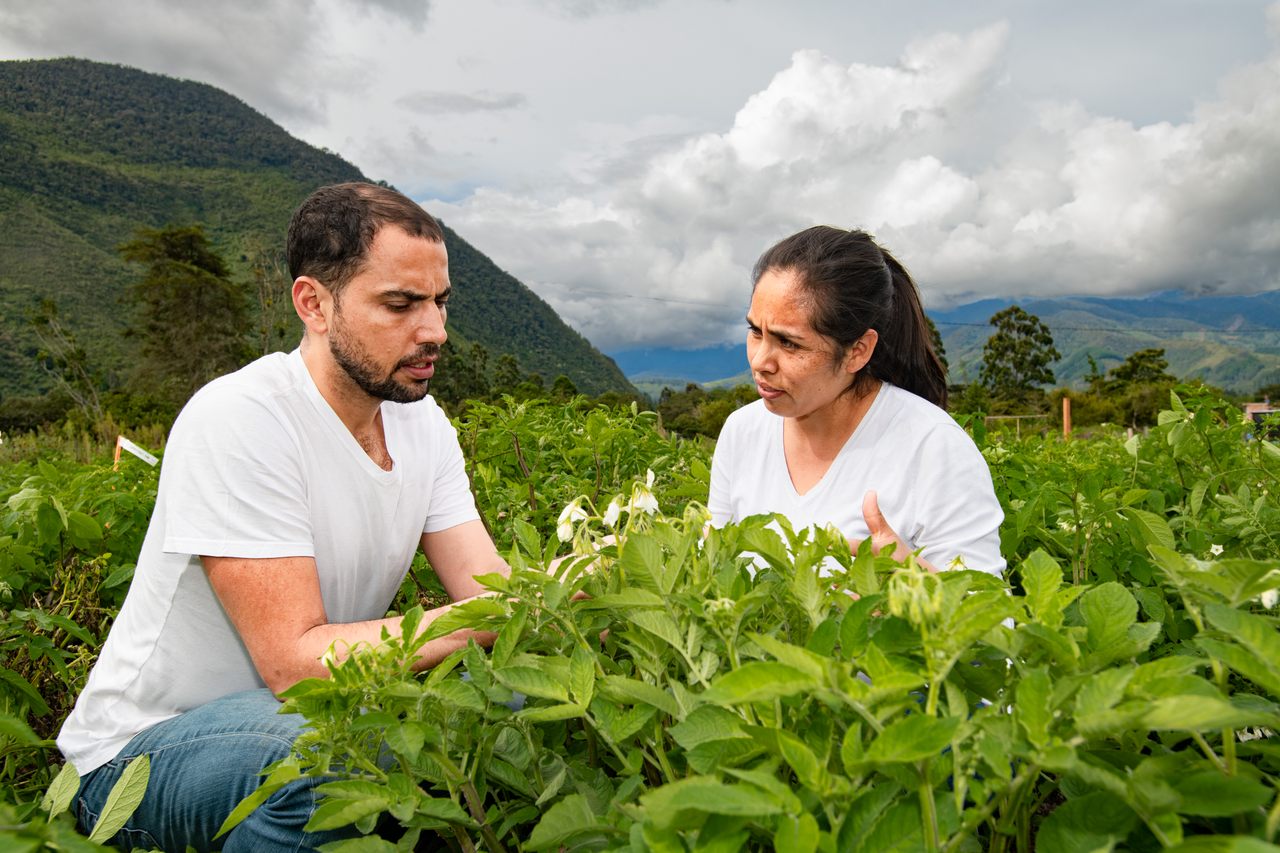 Thiago Mendes and Mariela Aponte, of the International Potato Center, study blight-resistant potatoes bred from wild relatives. 