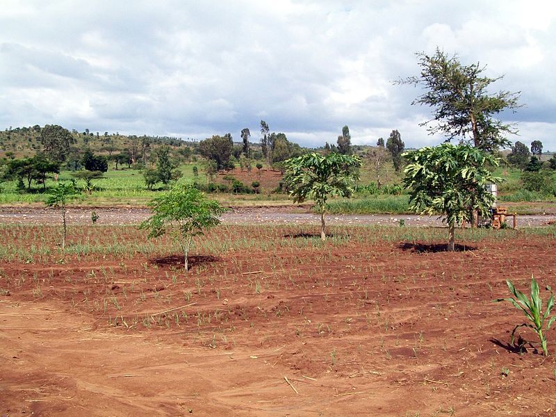 Newly planted trees dot an Ethiopian field.