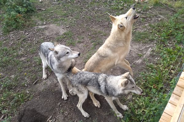 Three wolfdogs being fed
