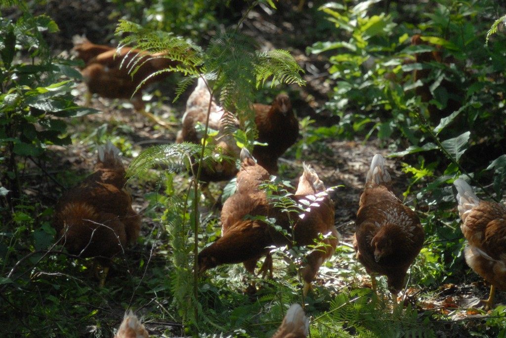 Chicken and plants form a vibrant ecosystem in this corner of the Alps.