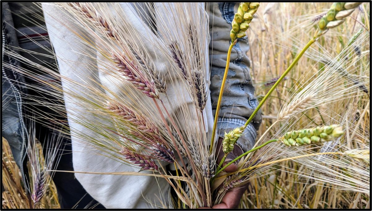 A handful of different varieties of wheat and barley, grown together in a single field in northern Ethiopia.