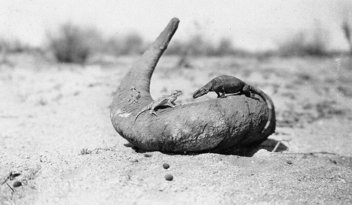 Horned toads and a chuckwalla on a bighorn sheep horn.