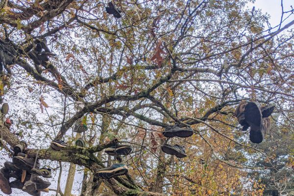 The Appalachian Trail Shoe Tree