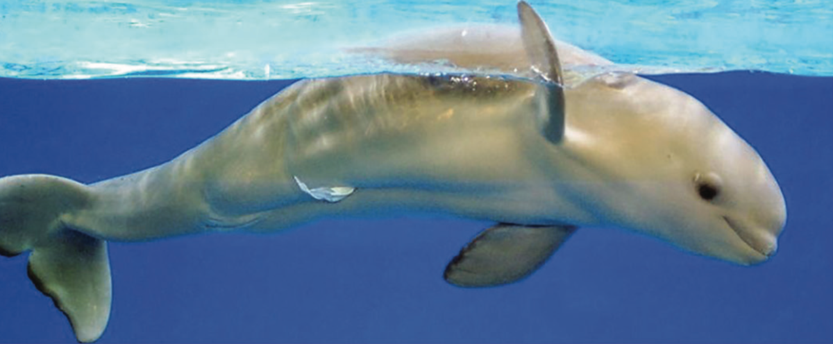 BABY BELUGA WAS SHOT IN HIS BACK! OMG! We are devastated right now