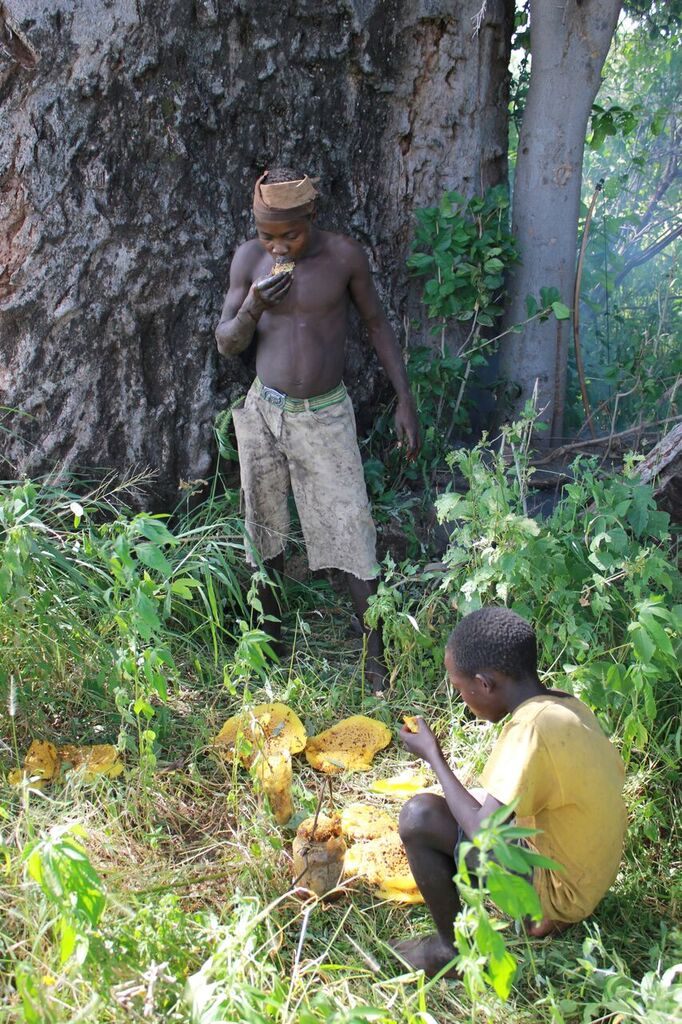 Two Hadza boys share a bumper honey harvest.