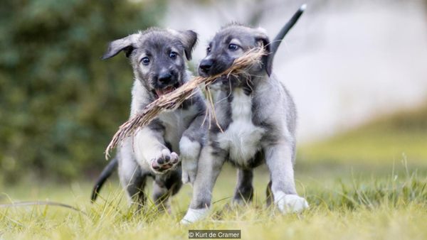 can puppies share a placenta