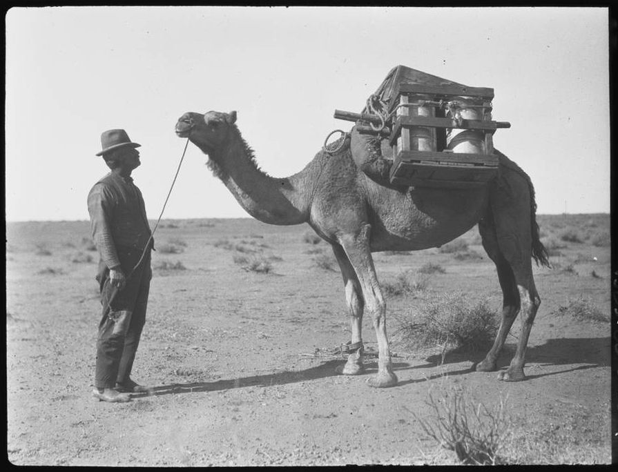 A man with a pack camel in central Australia, 1926.