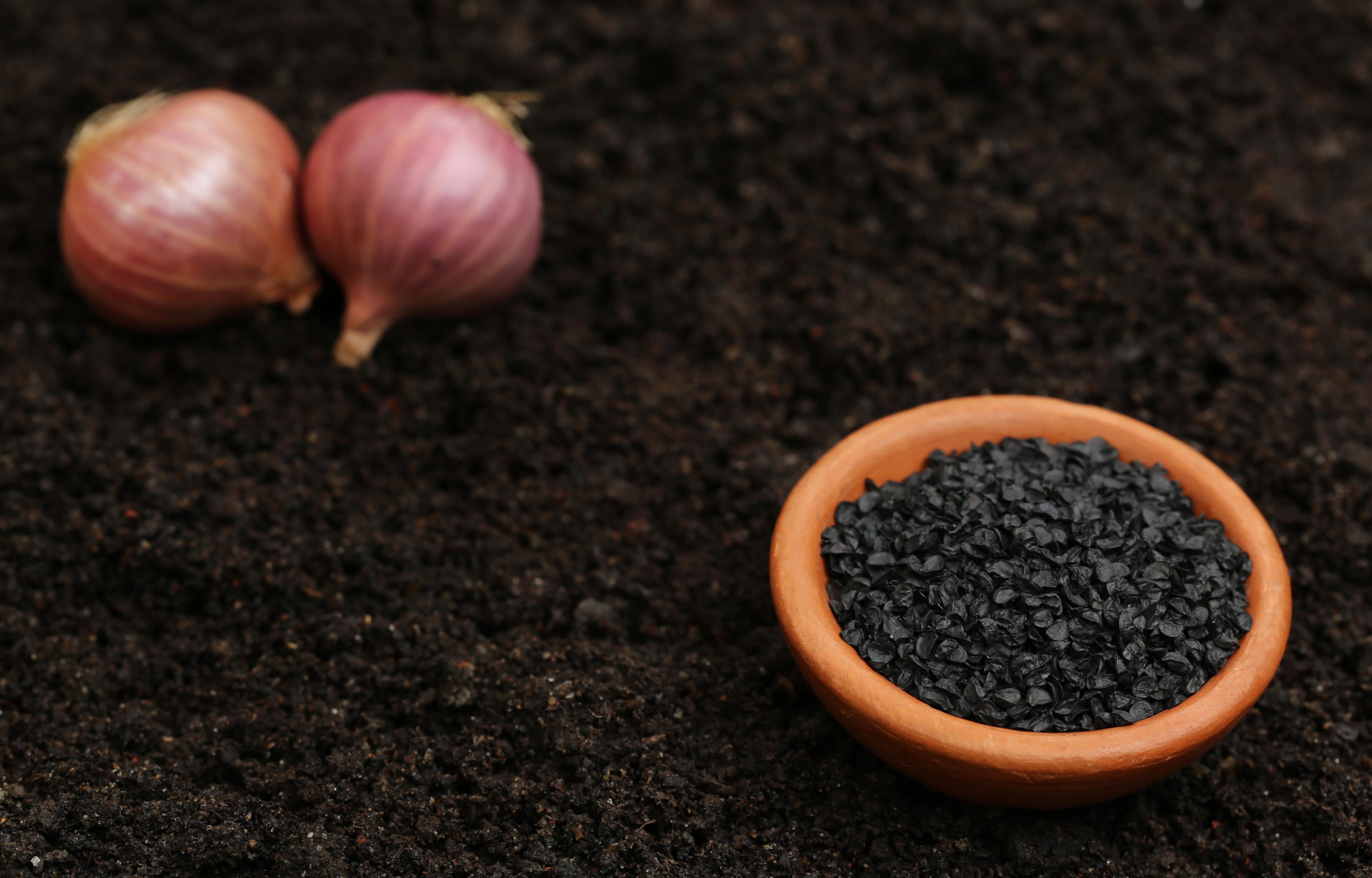 Onion seeds are small, black, and triangular; they look like little shards of coal.