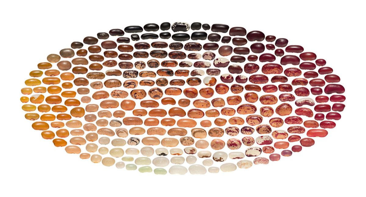 <em>Phaseolus vulgaris</em> I 2013 | 120cm x 240cm