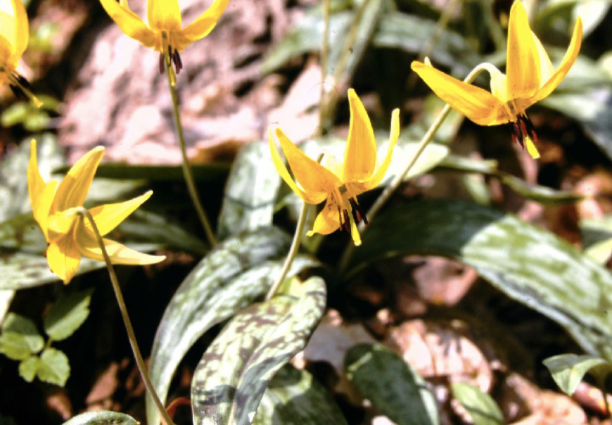 Trout lilies in the memorial garden.