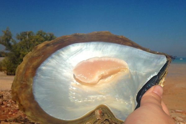 Pearl meat is the ear-shaped adductor muscle in a pearl oyster. 