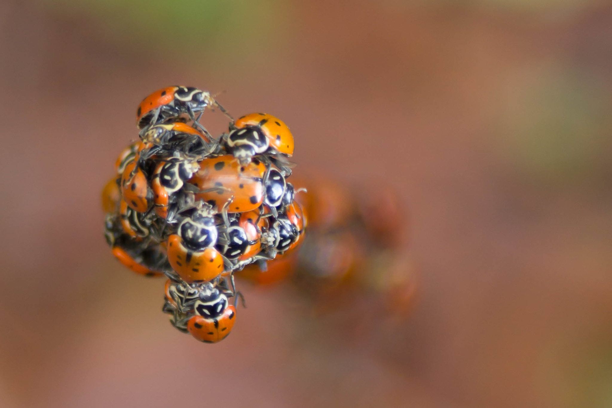 Why ladybugs swarm your home — and what to do about it - The Washington Post